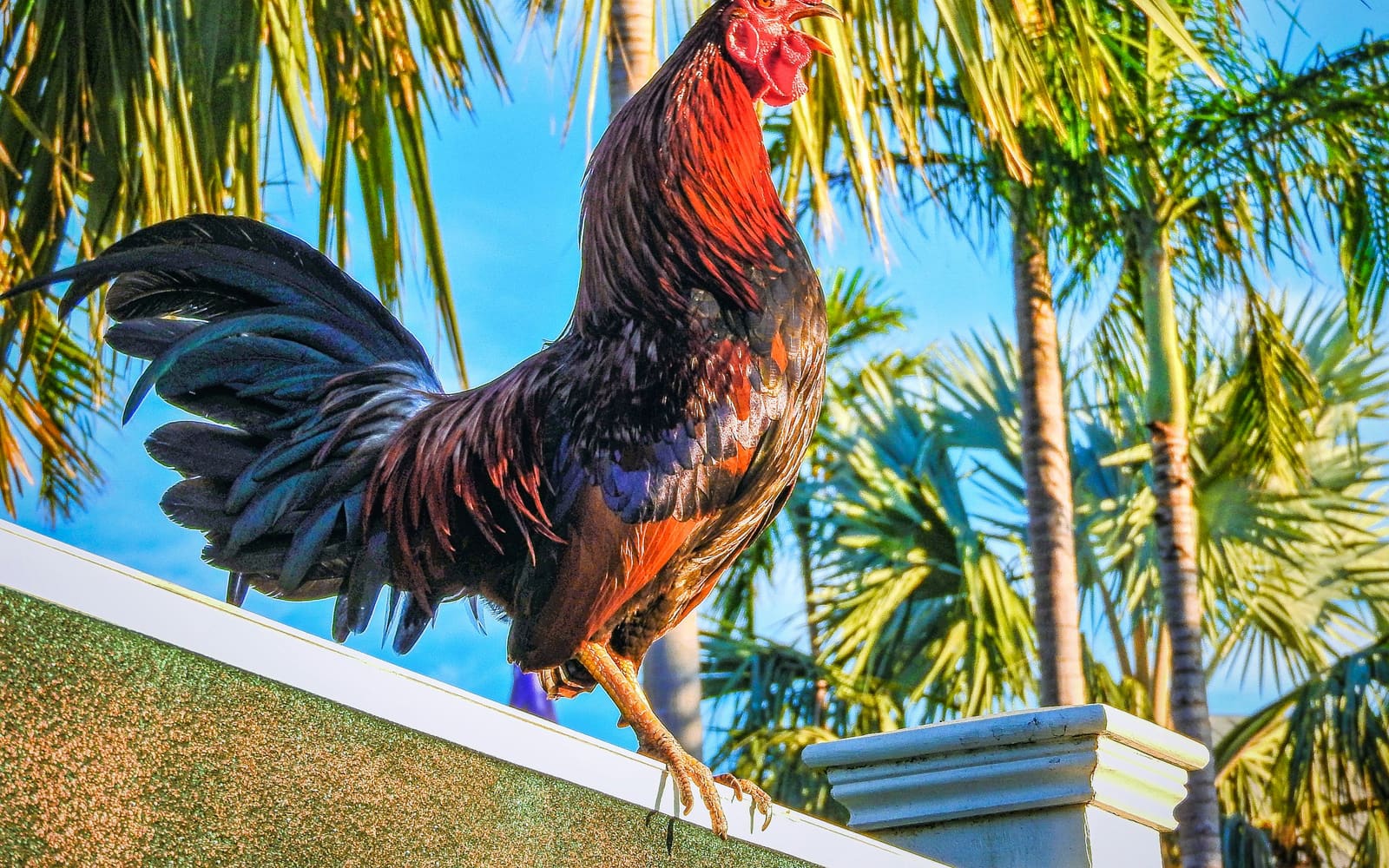 A rooster with dark red and blue-black feathers stands on a white-topped wall, beak open, against palm trees and a bright blue sky